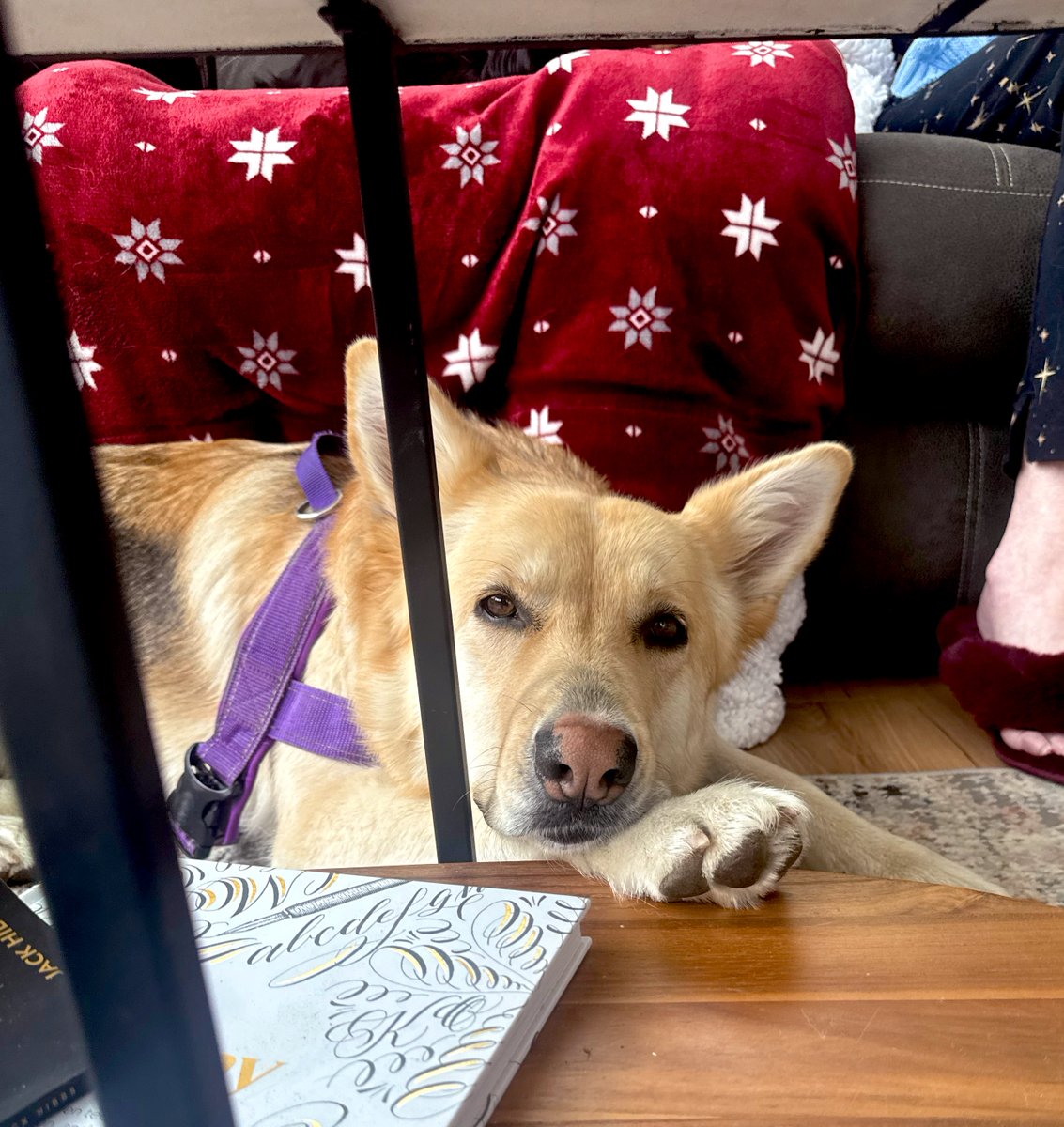 AlaskaBird__'s tweet image. Happy Sunday!!!

I’m holding babies, making homemade dog food &amp;amp; hanging out with other Alaskans. 

10/10 recommend.