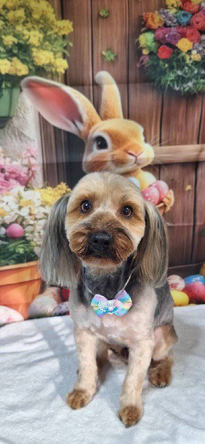 虎キング(BF_toraking) tweet media