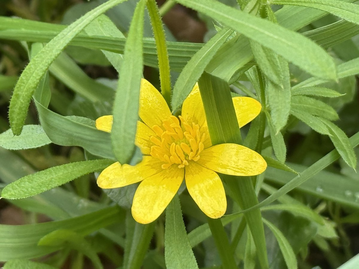 Sue Nelson tweet media