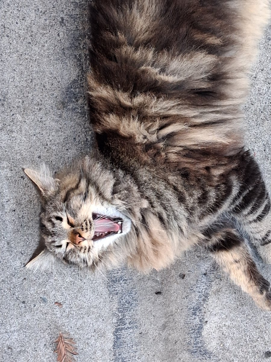 Layla Hawke, author tweet media