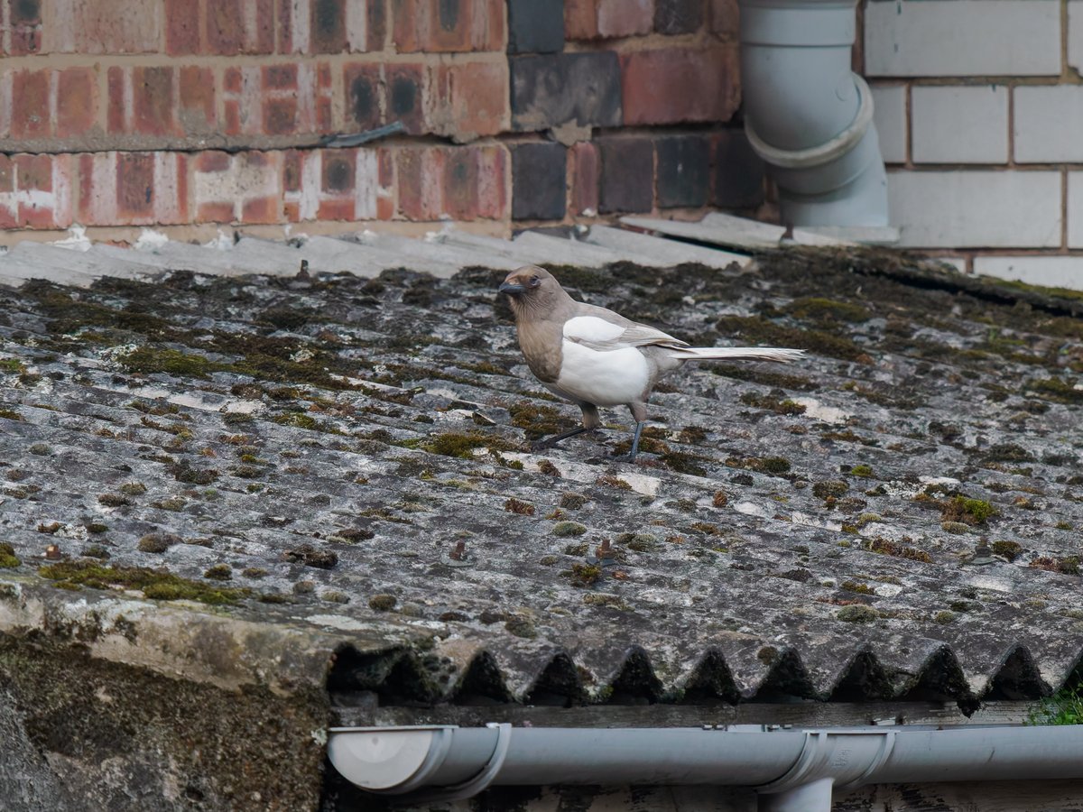 MidsWildlife tweet media