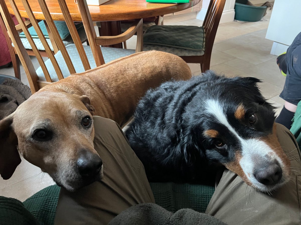 MichaelJecks's tweet photo. Poor #BerneseMountainDog injured herself Saturday. Pelting along at speed chasing the #Ridgeback; Ridgie executed a perfect hairpin turn, and Berner learned a few facts about mass, velocity, and skidding. Since then, she's been limping a fair bit, but getting better! https://t.co/PUaRewTD2h