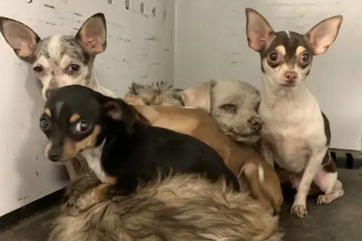 Tiny chihuahuas survive Hemet house fire - now they need a forever home trib.al/7jLNRux