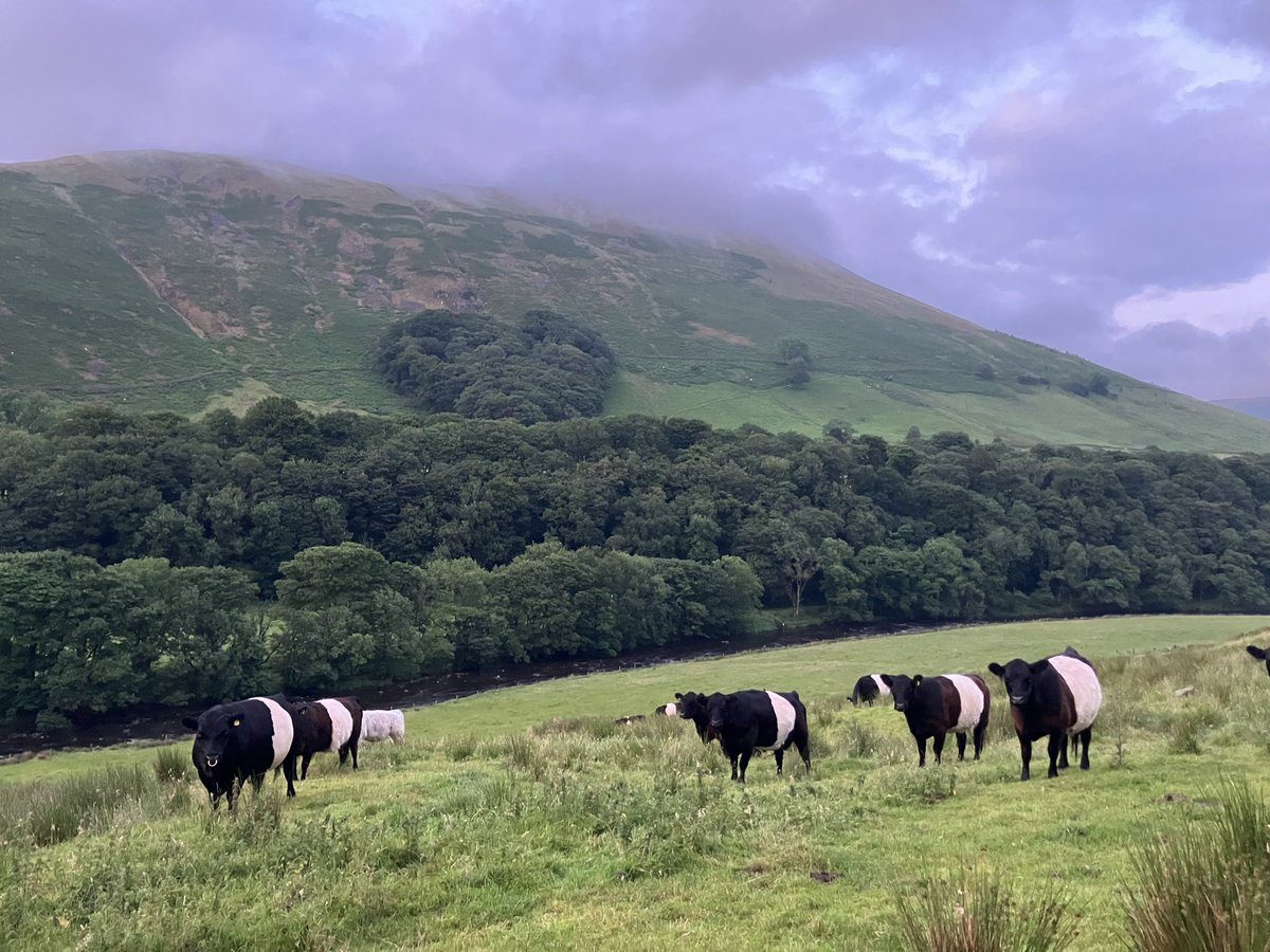 Andrea Meanwell tweet media