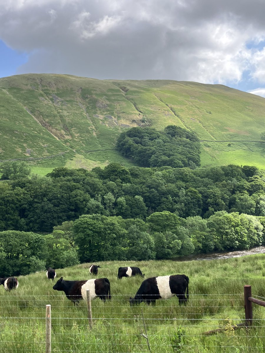 Andrea Meanwell tweet media