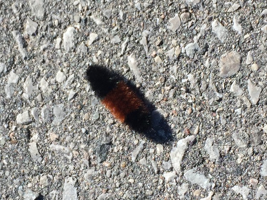 Michael Jacobs tweet media