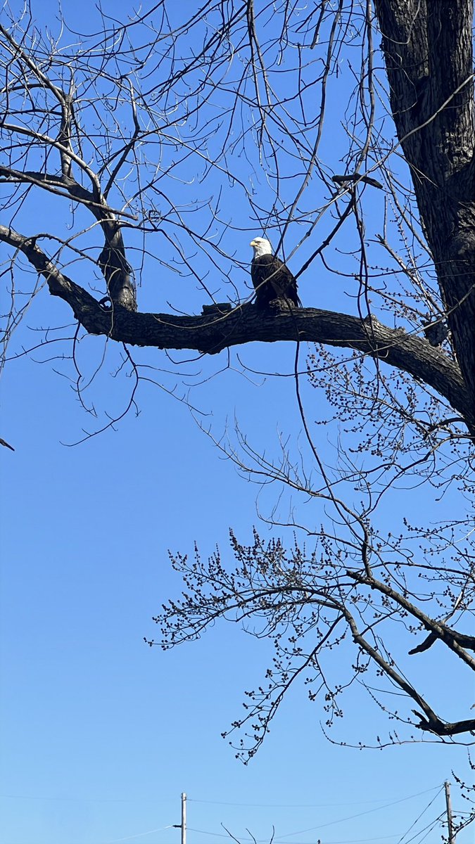 FriendshipAir's tweet photo. Fresh Air Friendship is officially back for 2026! 🥾
We kicked off the season wandering the I&amp;M Canal in LaSalle. Between the history and an incredible bald eagle sighting, it’s good to be back outside.
1 down, 20+ to go on our quest to visit every Illinois State Park! 🦅✨ https://t.co/CHPqphiu6o
