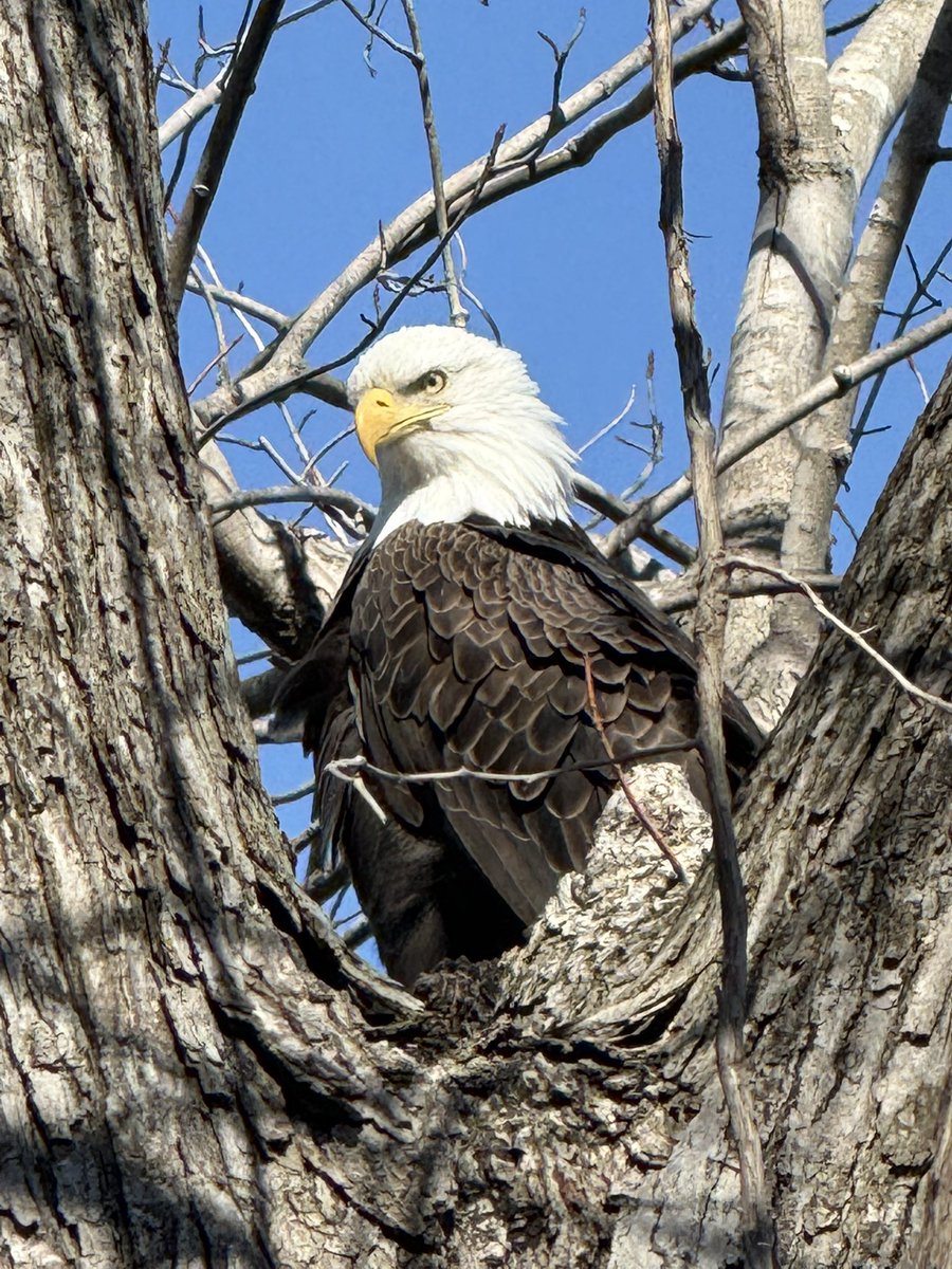FriendshipAir's tweet photo. Fresh Air Friendship is officially back for 2026! 🥾
We kicked off the season wandering the I&amp;M Canal in LaSalle. Between the history and an incredible bald eagle sighting, it’s good to be back outside.
1 down, 20+ to go on our quest to visit every Illinois State Park! 🦅✨ https://t.co/CHPqphiu6o