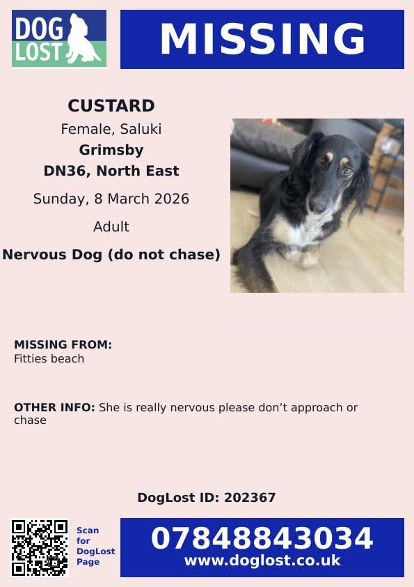 MissingPetsGB's tweet photo. ๐ Please share to help find CUSTARD, missing after getting loose on a walk on Fitties Beach #Grimsby North East #Lincolnshire #DN36 earlier today 8 March 2026
She has just moved to Linconshire & is extremely nervous. Please don't chase if seen #stolendoghour https://t.co/cGFuHzGSaR