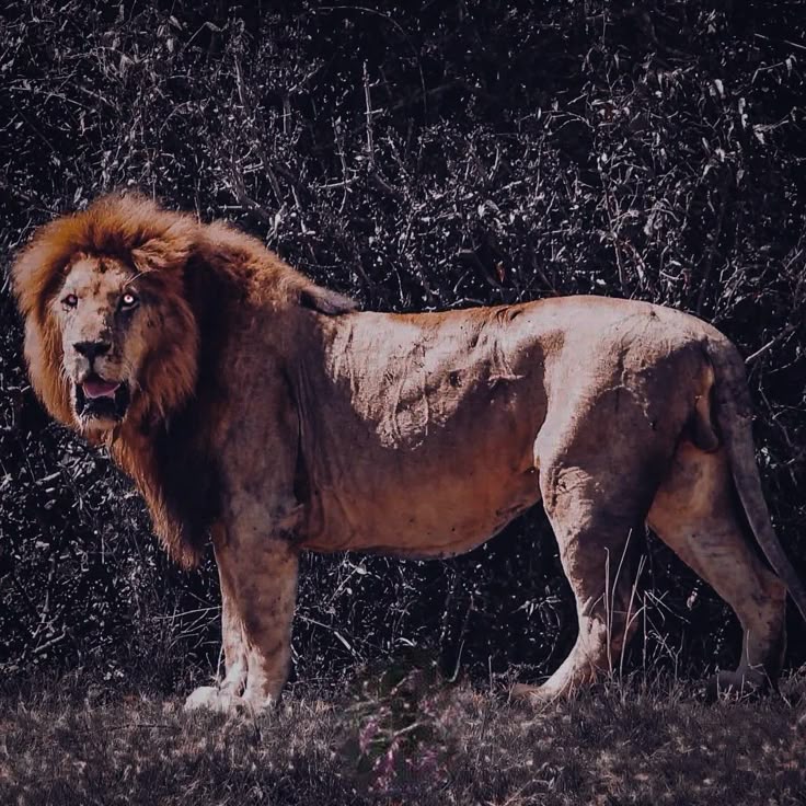 Jesse, el rey nómada 💪🦁👑