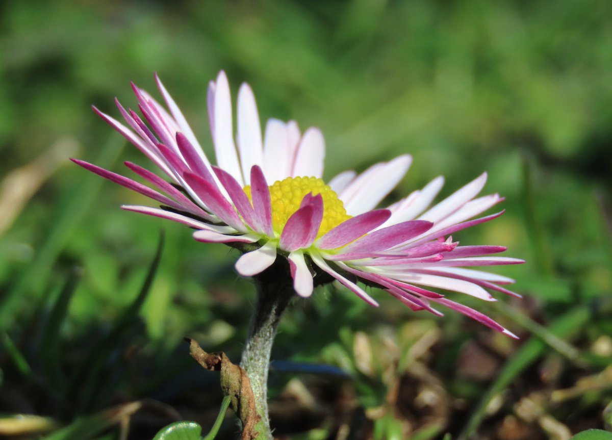 Rathlin Stickybeak tweet media