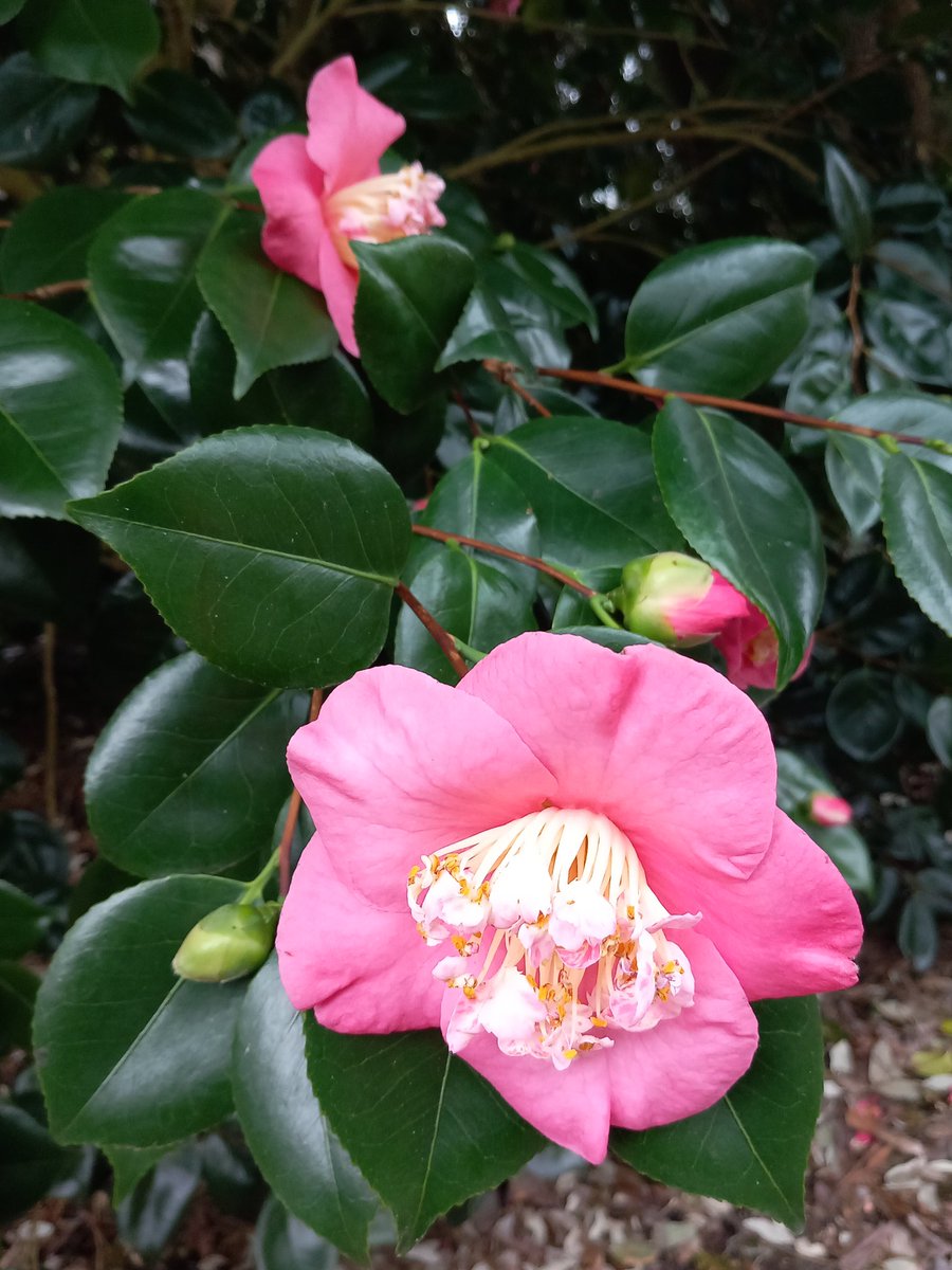 RachArmor's tweet photo. Beautiful flowers and views to end a weekend made up of 25,000+ steps https://t.co/qtZAcbMkZY