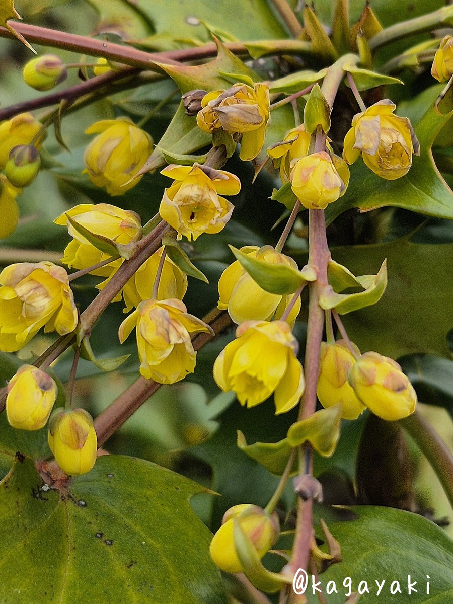 光🍀✽.。.:・゚ tweet media