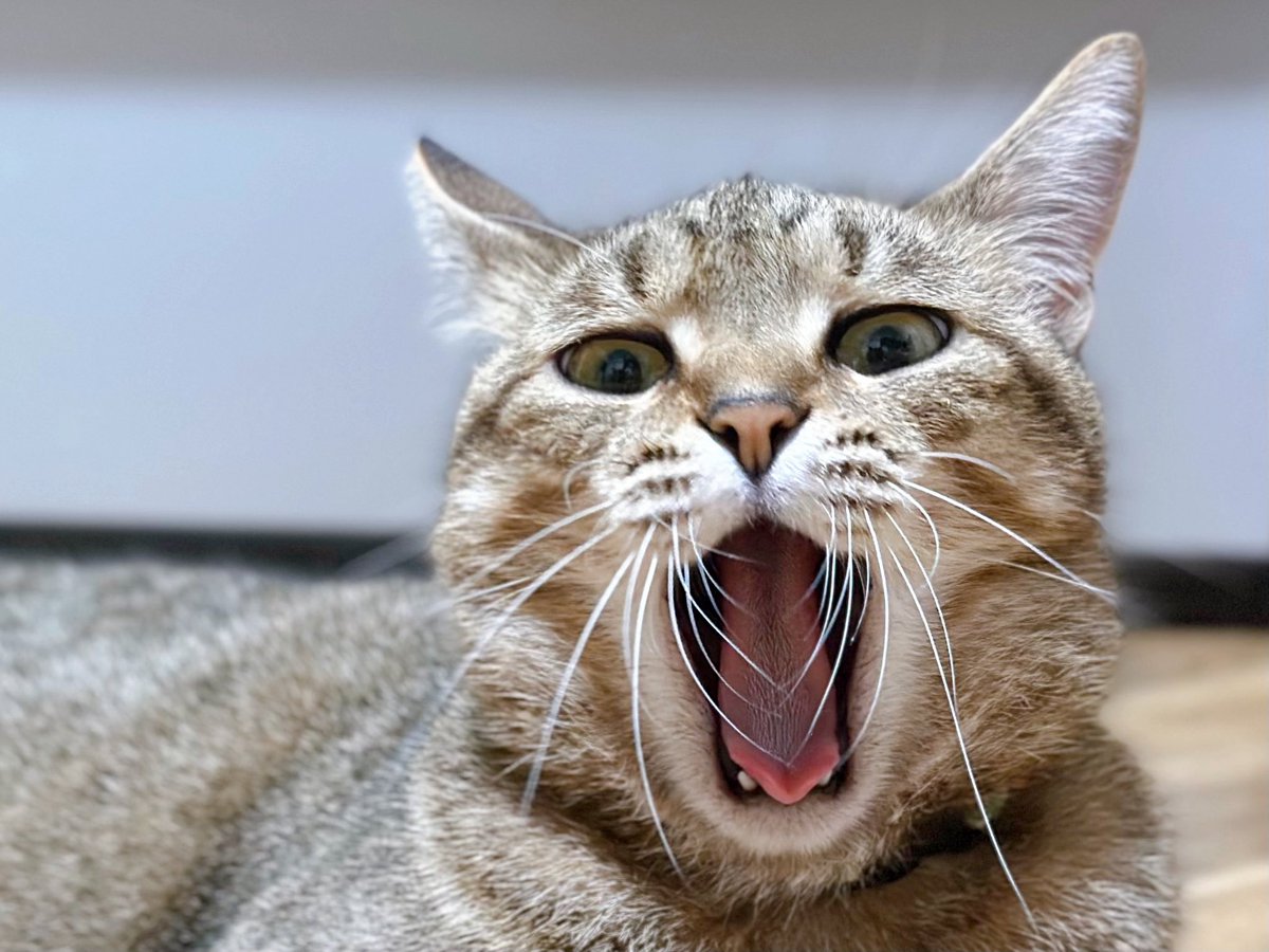 猫が噛んで穴が開いた本を格安でメルカリに出したら、購入者から猫種をたずねられる胸アツな展開へ。犯人はこいつです。この犬歯が凶器です。猫好きのあなたに幸多からんことを祈ります