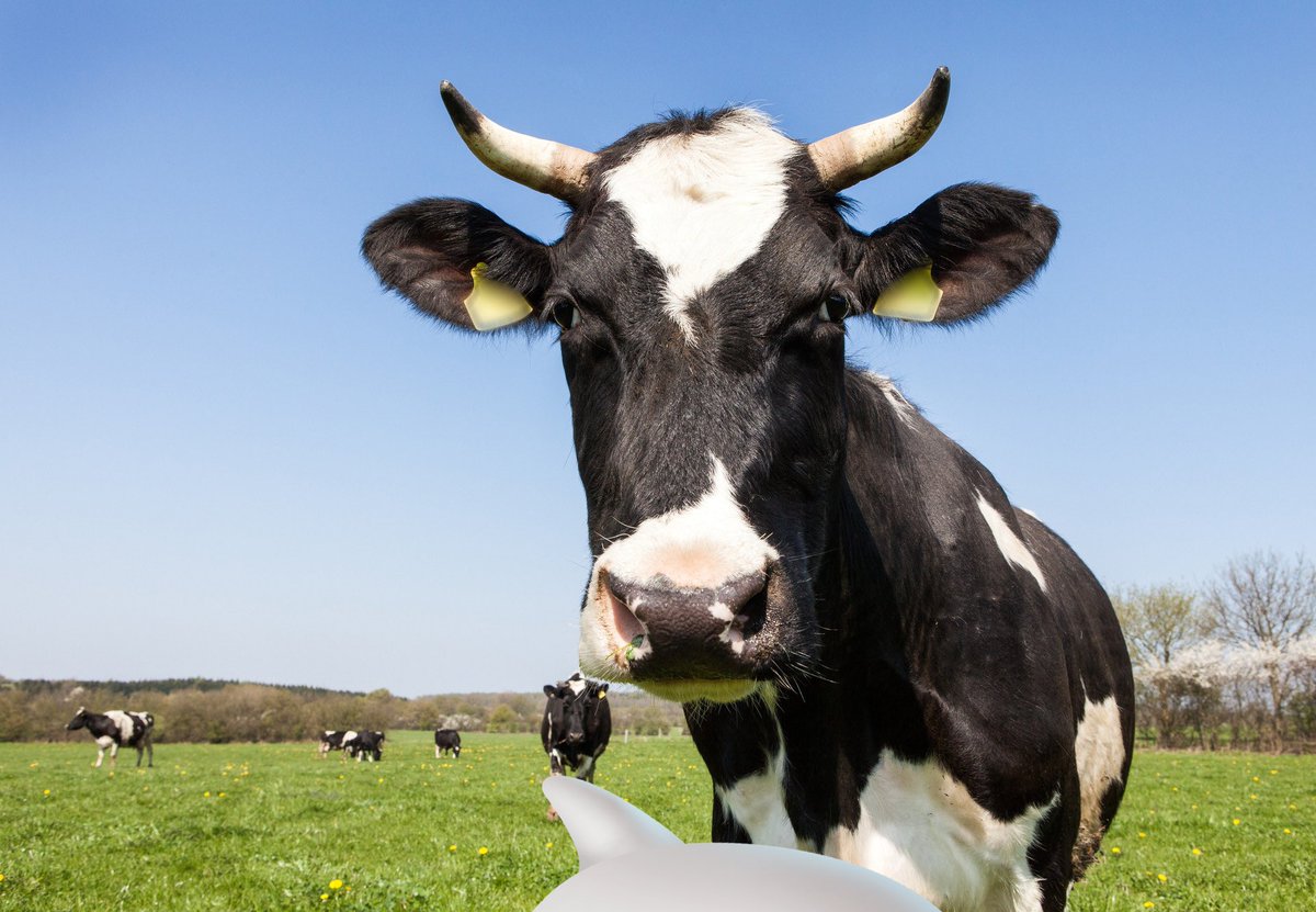 Woke on the Wild Side tweet media