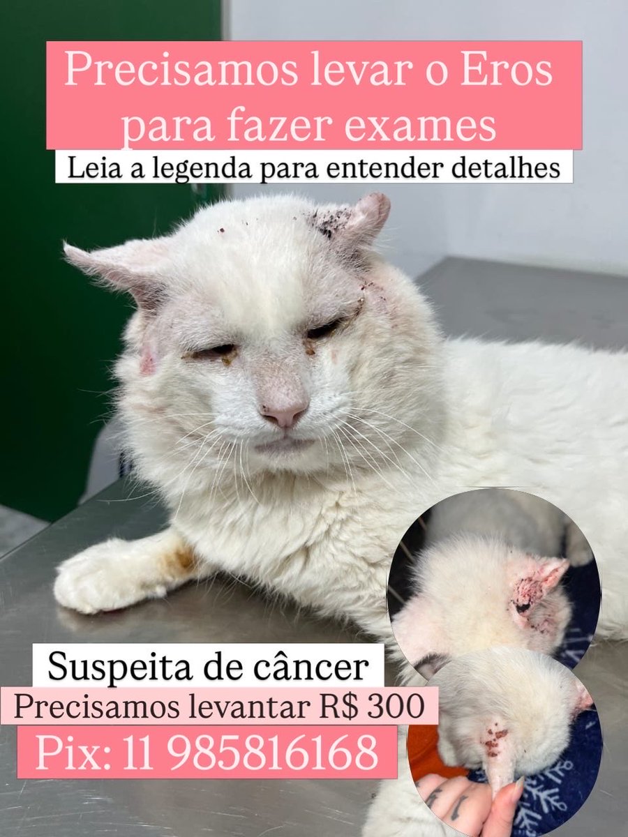 Abrigo Meimei tweet media