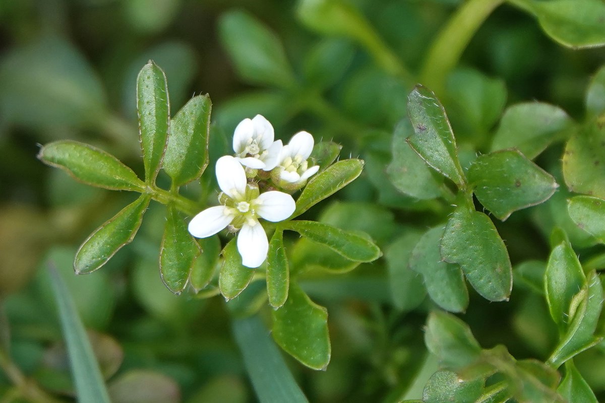 Rathlin Stickybeak tweet media