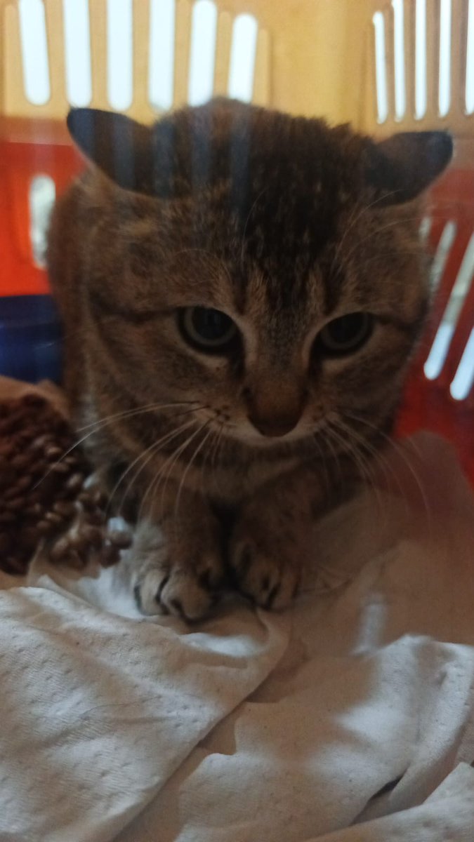 letssavewelfare's tweet image. Maya wants to say goodnight to everyone 🐾 
This beautiful soul has officially become the centre of attention at our foster home 🏡 
Between her friendly cuddles and those eyes, we’re all under her spell ❤️ 
Sweet dreams, Maya! 💤✨
 #CatLover #FosterCare #Goodnight