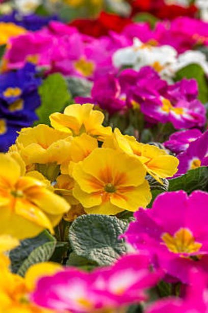 風のりんたろう 🪐🌞㊗️はおやすみします❕ tweet media