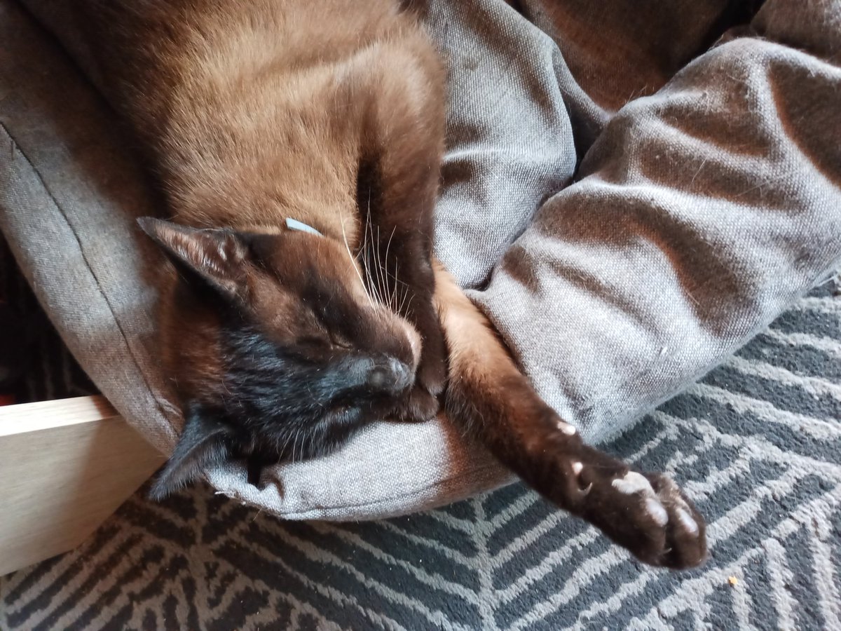 Sir Simon The Cat (And Del-boy the dog) tweet media