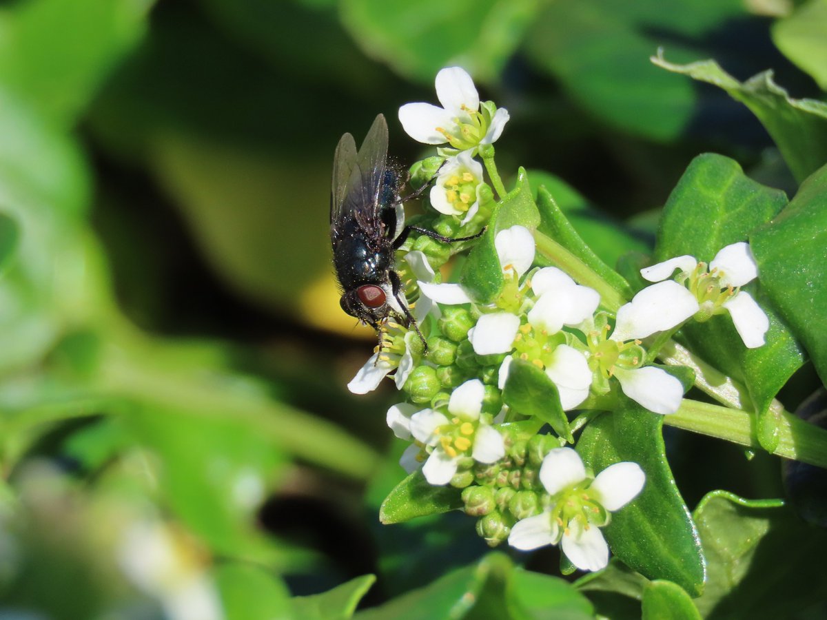 Rathlin Stickybeak tweet media