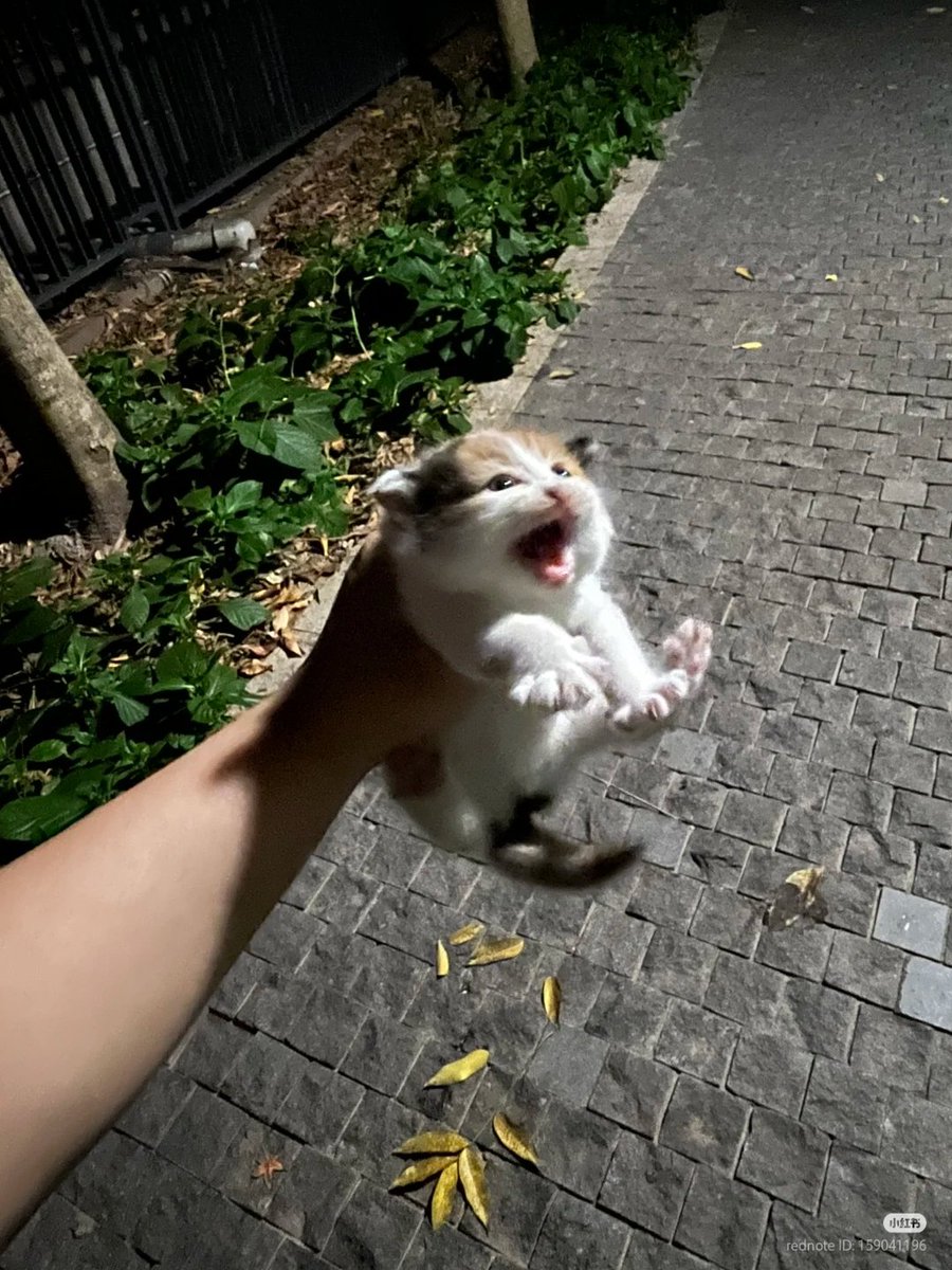No Context Cats tweet media