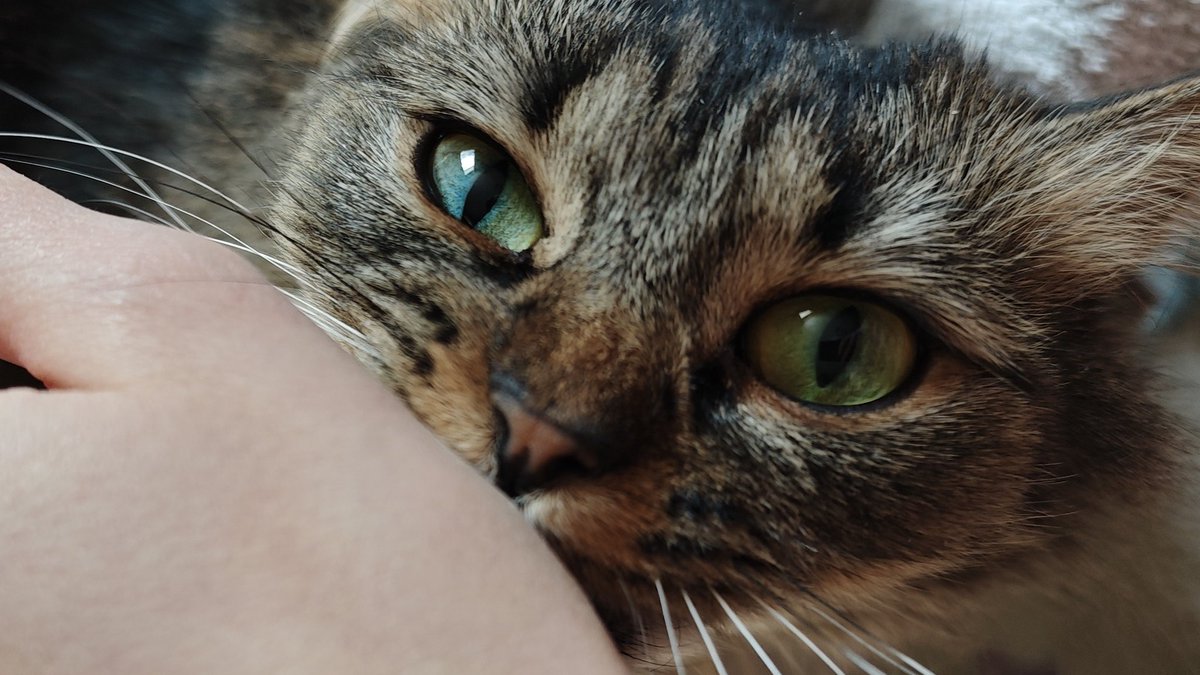 Ari.Anna_cosplay tweet media