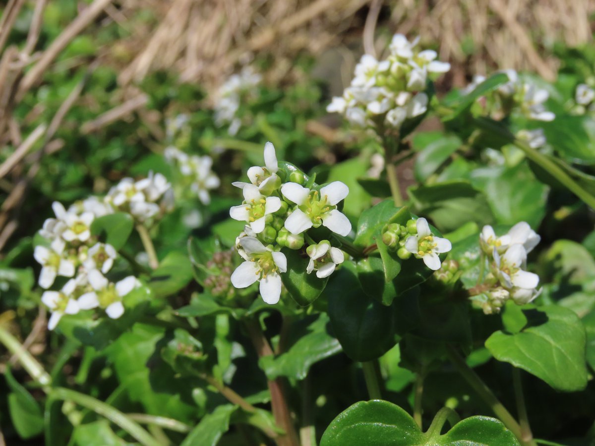 Rathlin Stickybeak tweet media