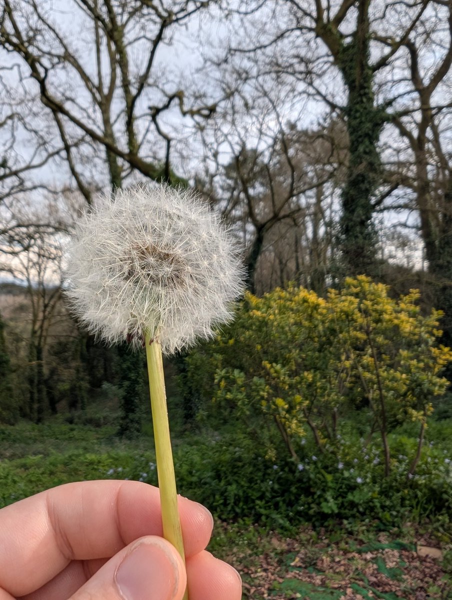 María Acuña Mella tweet media