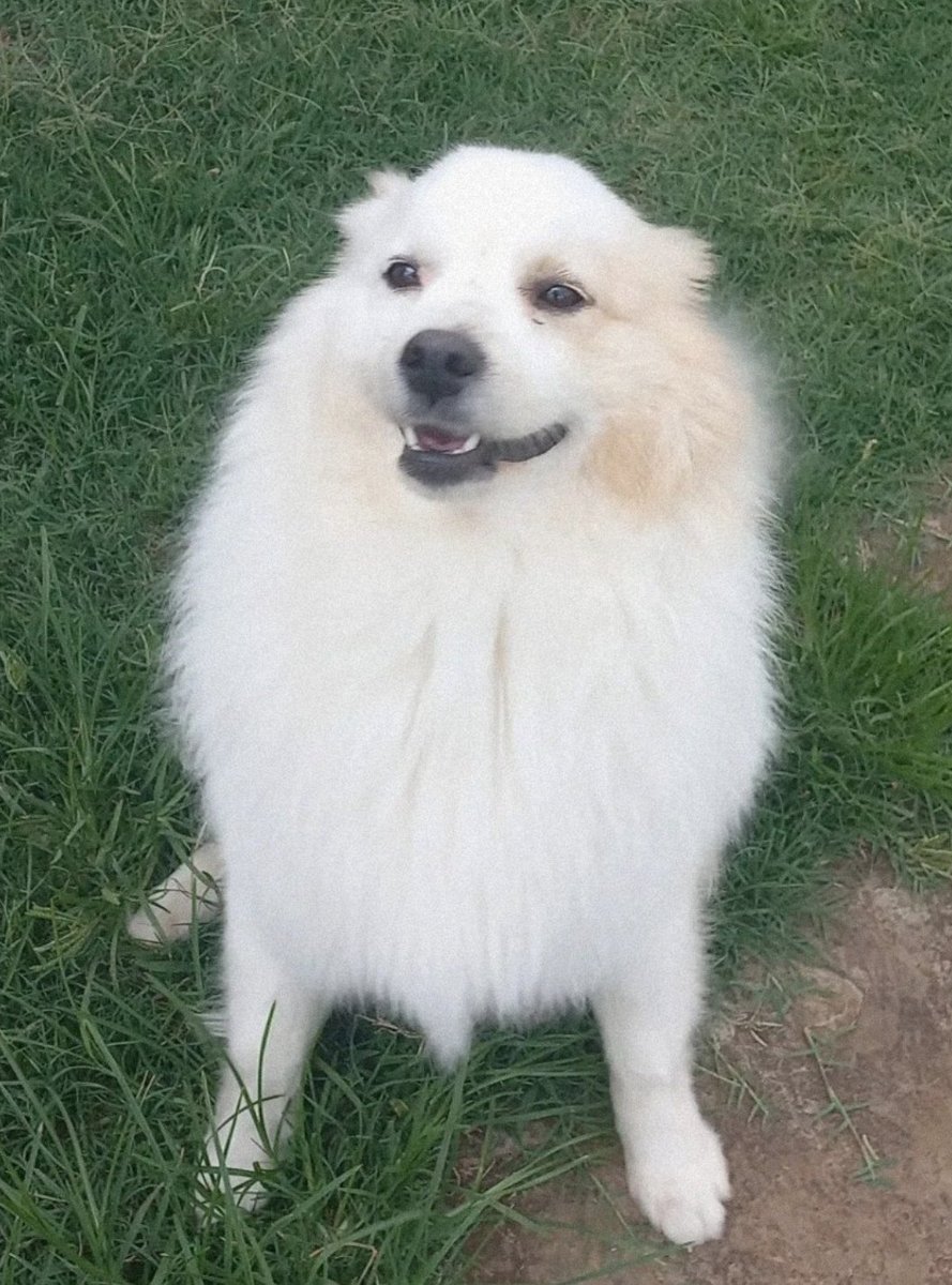 elo ∠( ᐛ 」∠)_ tweet media