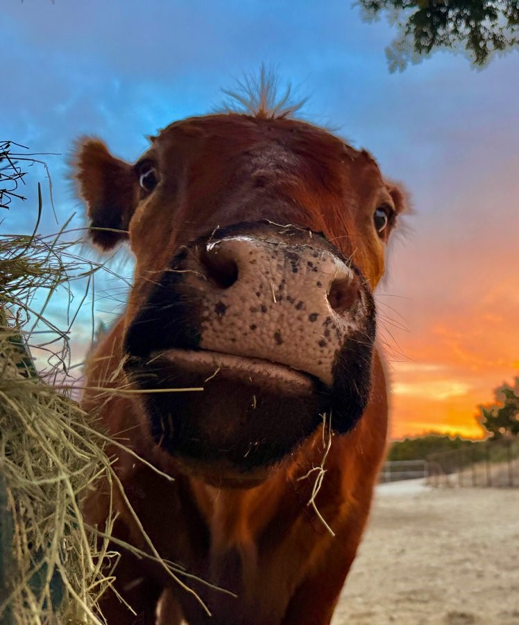 Alveus Sanctuary tweet media