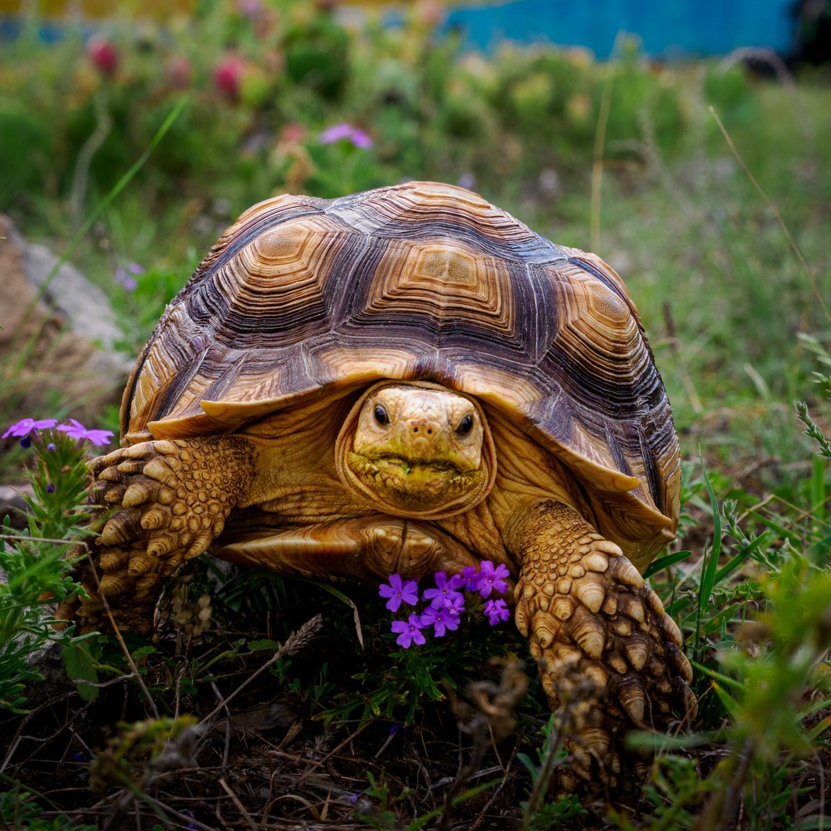 Alveus Sanctuary tweet media