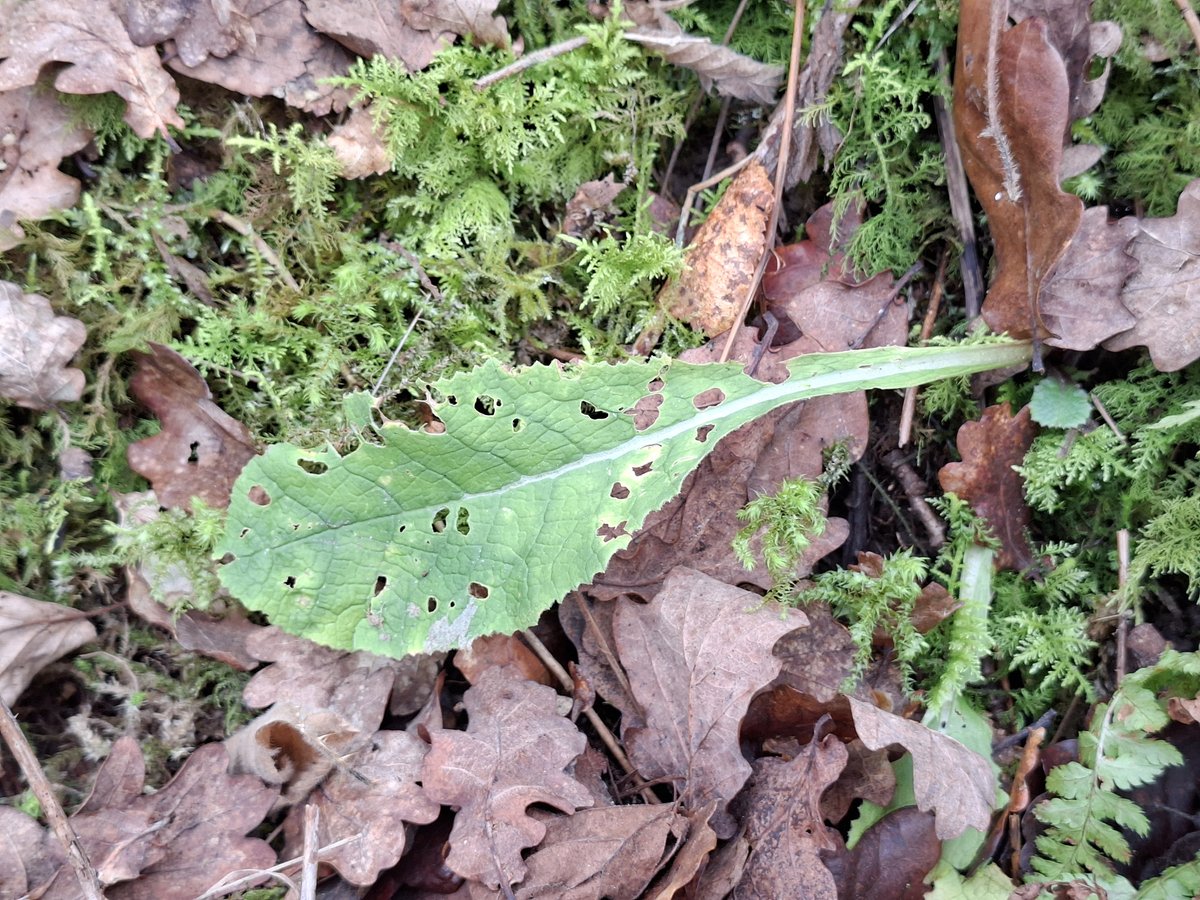 Dave O'Brien tweet media