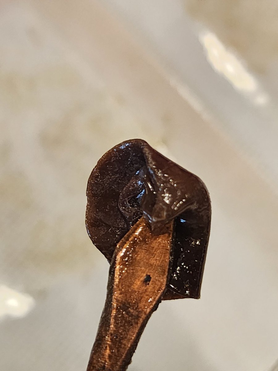 The flower Rosin from the Jelly Donutz came out a as a deep purple color. 🤙