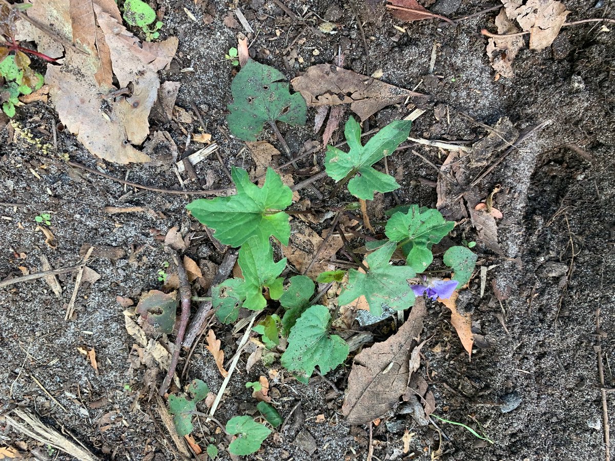 Soltis Lab @UF tweet media