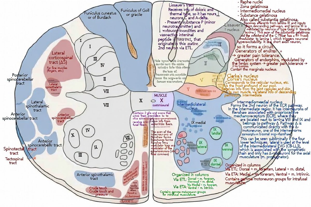 Oren Gottfried, MD tweet media