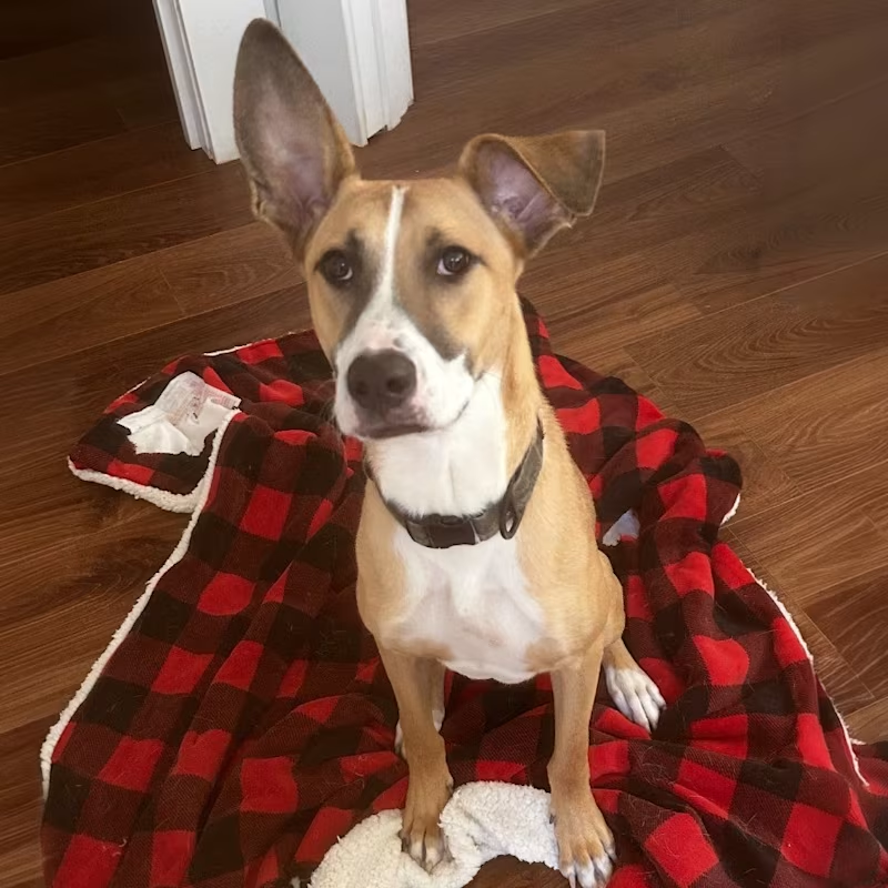🐾 Meet Justice Lee – Your Future Best Friend! 🐾

🐶Justice Lee has been patiently waiting for his second chance, and he’s hoping the right person sees this post. 💛

At 2 years and 9 months old and 45 lbs, Justice Lee is the perfect medium-sized companion—big enough for