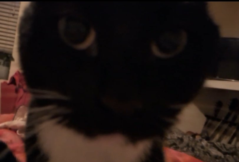 fibagotchiVA tweet media