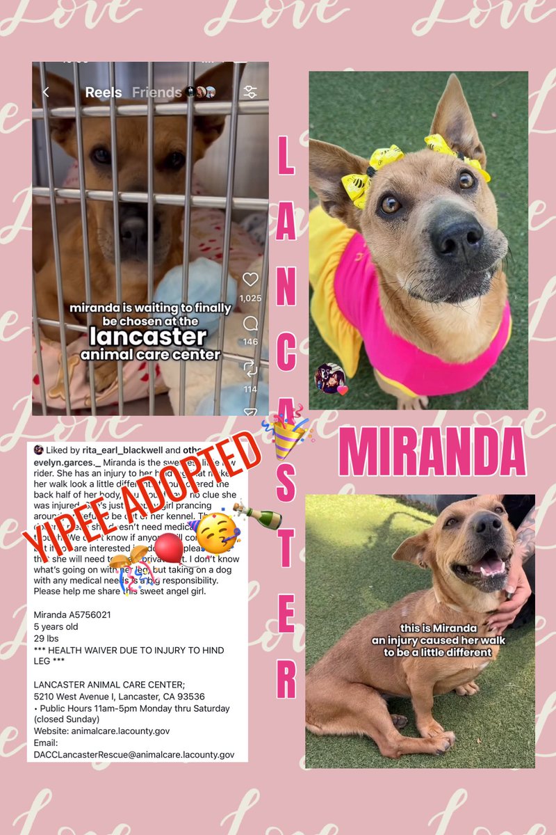 YIPEE YEAH ADOPTED MIRANDA <a href="/AnimaLancaster/">LancasterAnimalShelt</a> <a href="/mapleveewesem/">Maple 🐕 🎹 🎸 💙</a> Happy News the sweetest 💕🎉🍾🥳🎈🎊