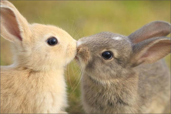 fluffygirlpaws's tweet photo. fun bunny fact: mwwwwah <3 https://t.co/DOK1MDXFC3
