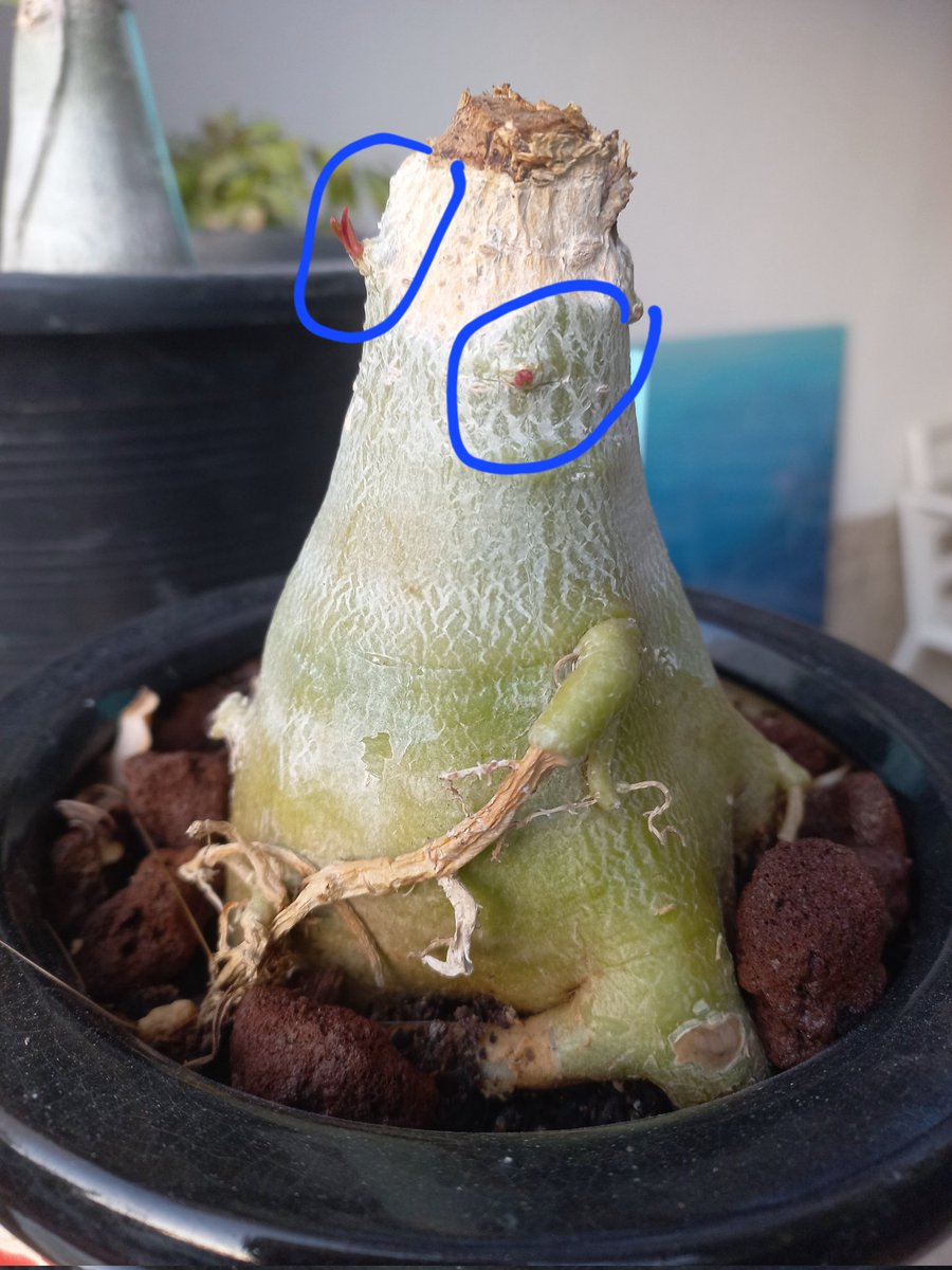 فلاسية 🇦🇪( هاوية للزراعة ومحبة للطبيعة)🇦🇪 tweet media