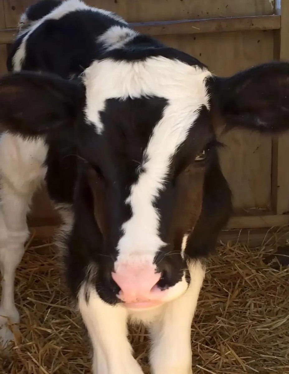AnimalGeoLife's tweet photo. In 2024, a cow was born with the lucky number 7 on its forehead https://t.co/Uj7uFONfWv
