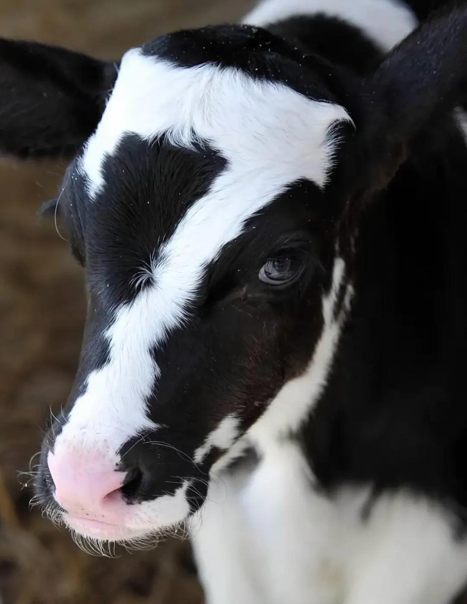 AnimalGeoLife's tweet photo. In 2024, a cow was born with the lucky number 7 on its forehead https://t.co/Uj7uFONfWv