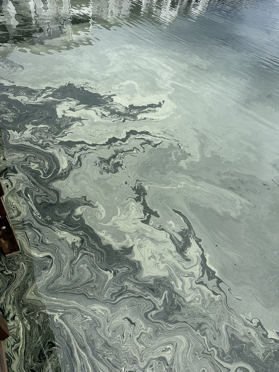 Ross Mummah tweet media