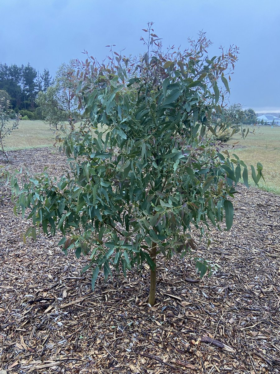 Guy Ballard tweet media