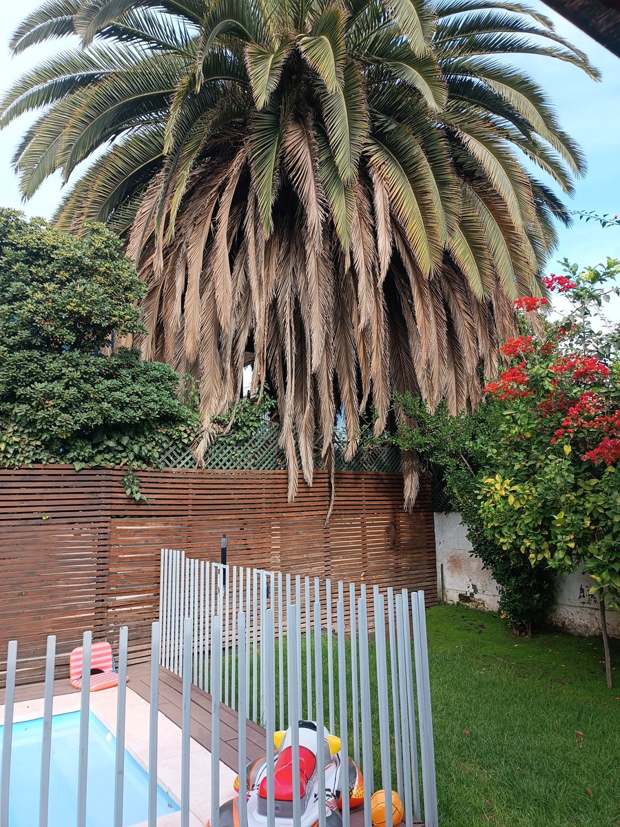 carolabt's tweet photo. @Muni_LasCondes @catasanmartinlc años tratando que los vecinos se preocupen de la palmera y el municipio debería intermediar... Riesgo de caidas, de incendio, y ni hablar de los ratones @canal13 @meganoticiascl @chvnoticias https://t.co/GDeUcOsmoO