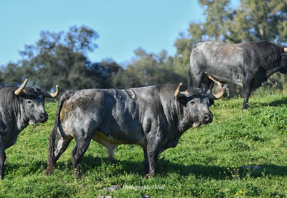 El Mòli tweet media