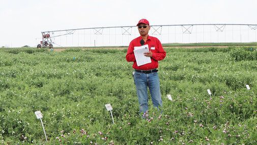 UNL_CropWatch's tweet photo. From winter kill & rescue #irrigation to hail damage & standout spring yields, #UNL’s 2025 pea variety trials reveal just how much location & weather shaped performance in #Nebraska. https://t.co/AlMdOzALqa
#NebExt #NebraskaAg #AgTwitter #AgResearch #FieldPea @UNLVarietyTest https://t.co/qmnzK1VQUQ