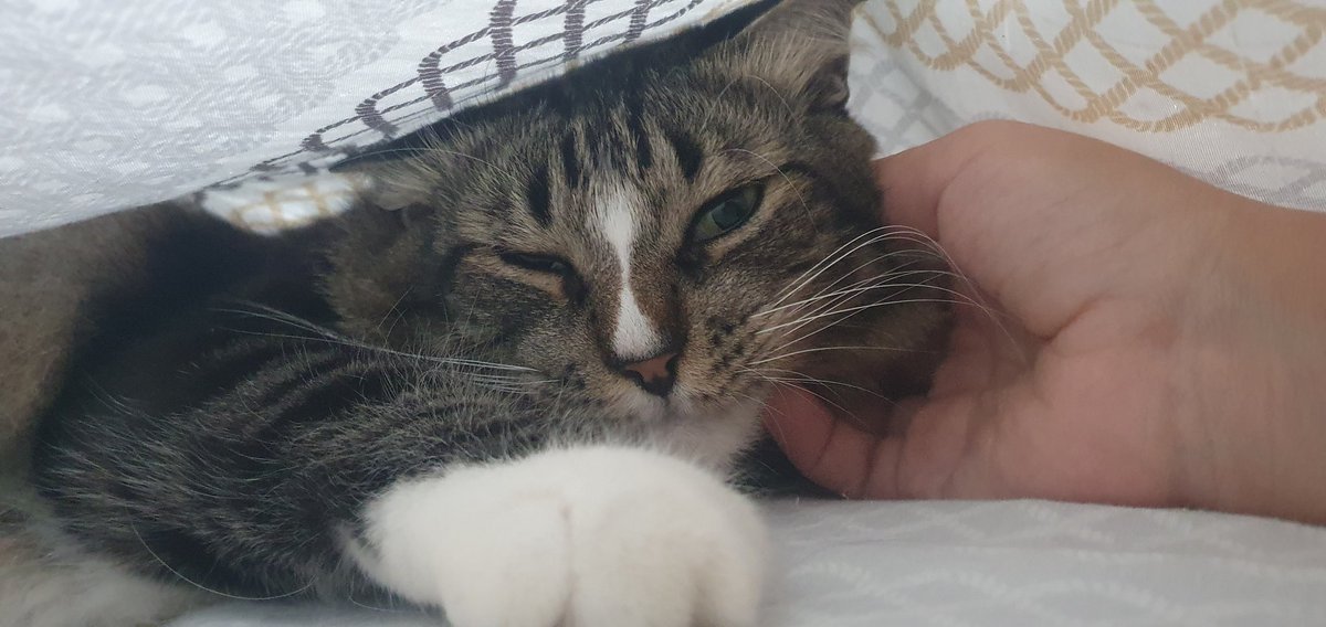 Feliz aniversário meu fofucho

Parce q foi ontem que os vizinhos simplesmente apareceram com um gato mirradinho e falaram "vcs disseram q queriam adotar um, querem esse?"

Aí eu te agarrei com força no colo e aqui está vc, há 6 anos cmg
Te amo meu minininho precioso ❤️🐱