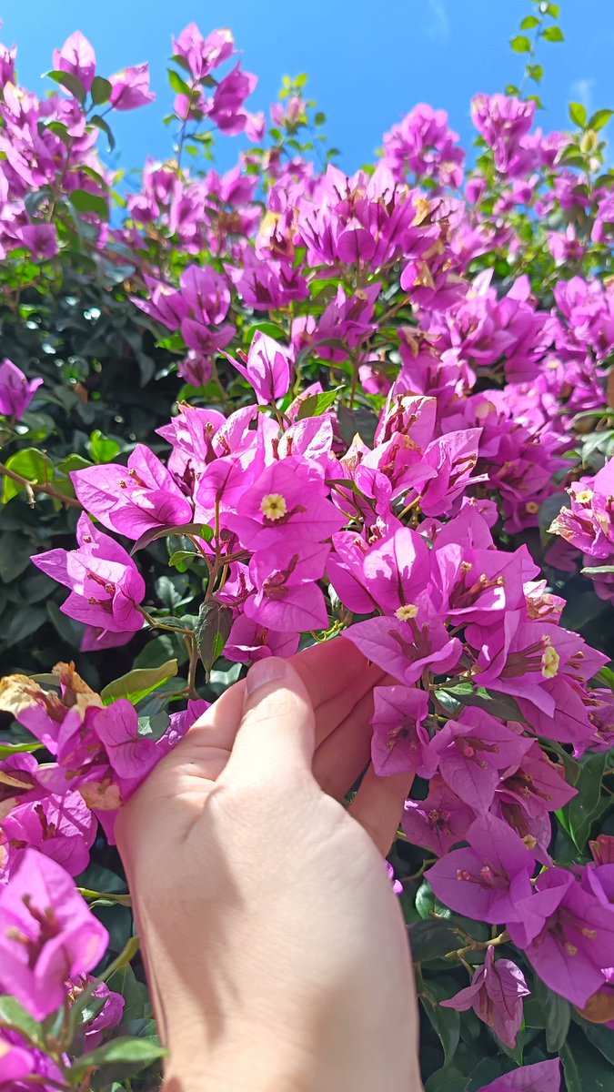 Si pudiéramos tocar el mundo y el mundo fuera suavidad y belleza.